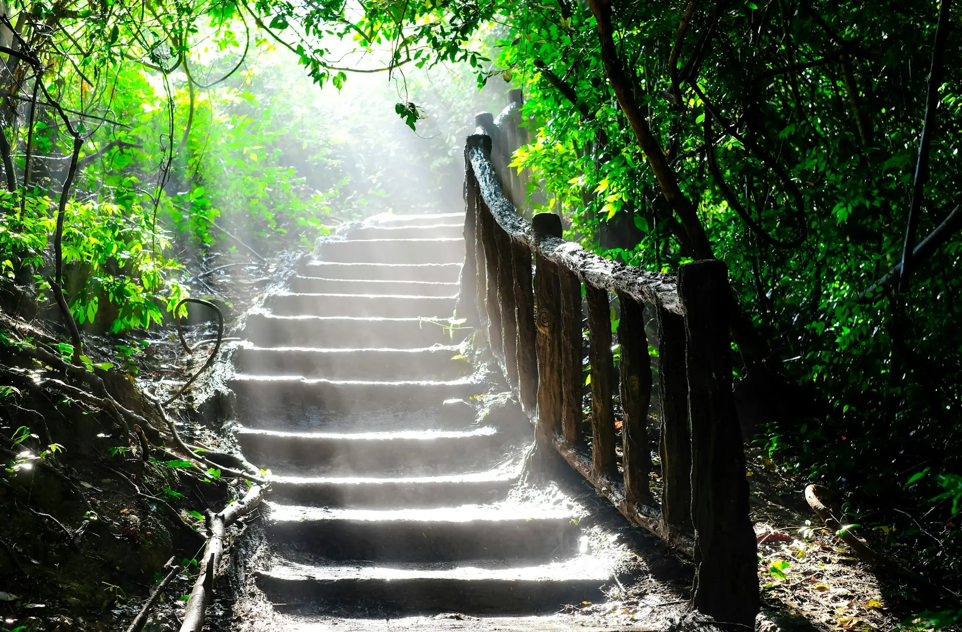 Stairs in the forest in the bright sun